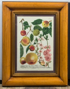 Pair of Hand Colored Prints of Various Fruits