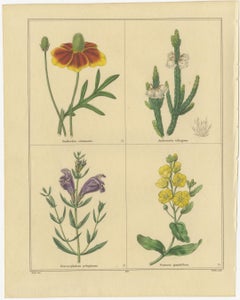 Pair of Hand-Colored Victorian Botanical Prints by B. Maund 1836