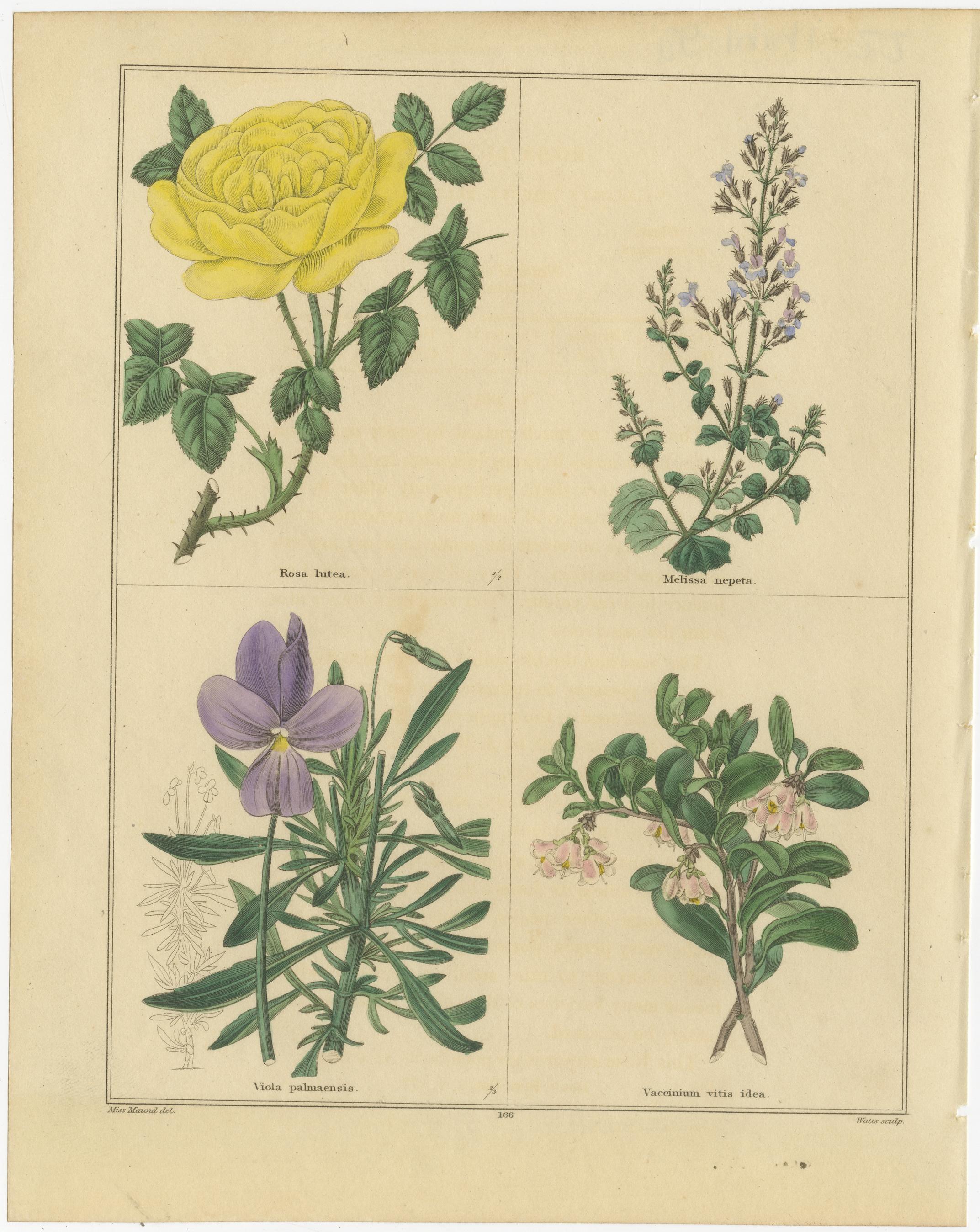 Paar handkolorierte viktorianische botanische Drucke von B. Maund 1836 (Britisch) im Angebot