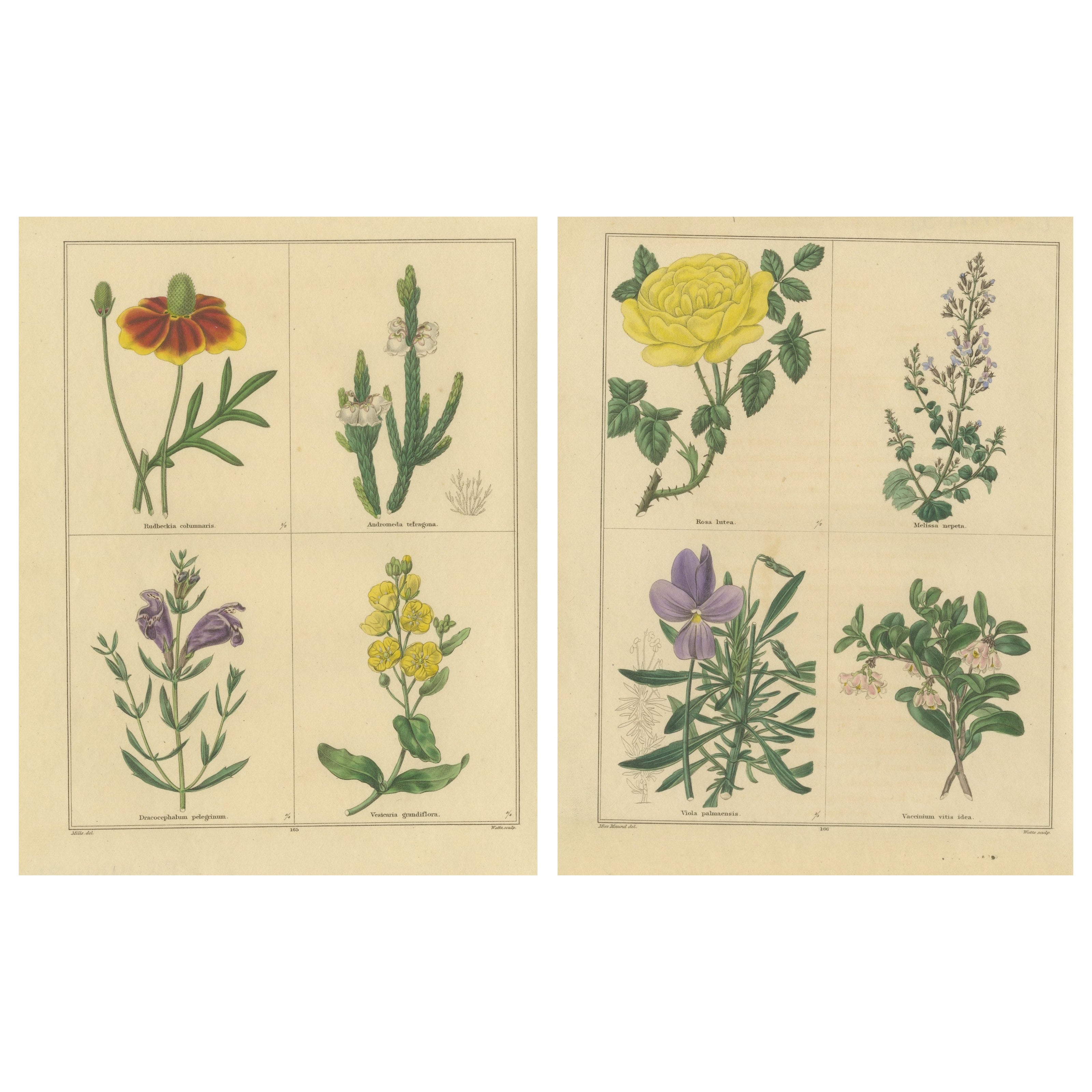 Paire d
estampes botaniques victoriennes colorées à la main par I. A. B. 1836