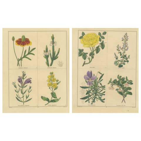 Pair of Hand-Colored Victorian Botanical Prints by B. Maund 1836