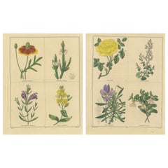 Antique Pair of Hand-Colored Victorian Botanical Prints by B. Maund 1836
