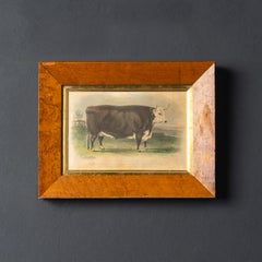Pair of Herefordshire Cattle Engravings, the Hereford Ox and Steer, 19th Century