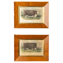 Pair of Herefordshire Cattle Engravings, the Hereford Ox and Steer, 19th Century