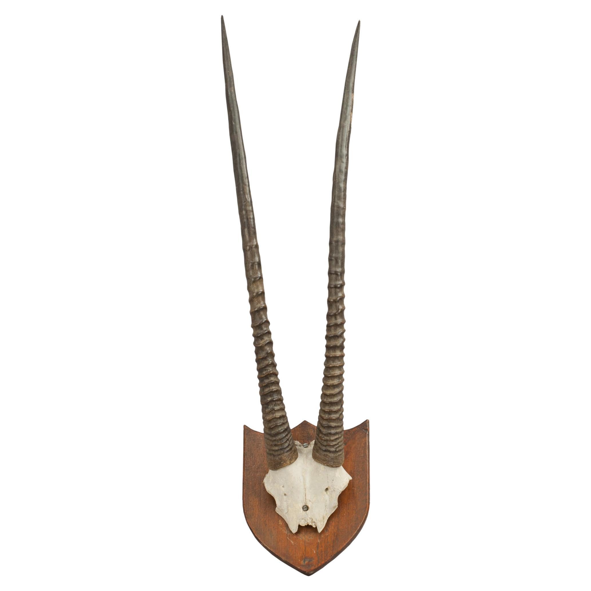 Pair Of Horns On Shield, Grant's Gazelle For Sale at 1stDibs