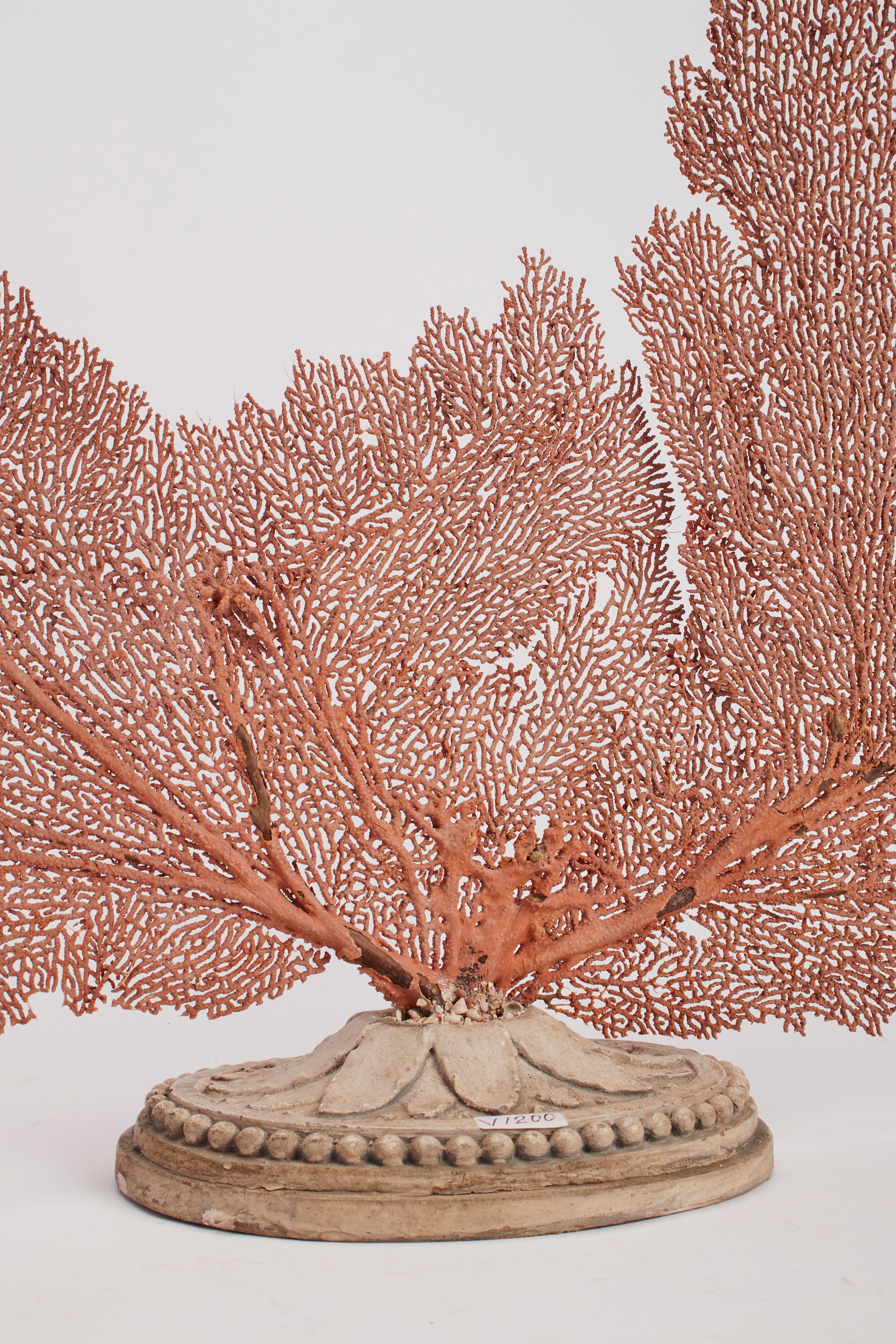 Pair of big branches fan shaped of a red Horny coral from Mediterranean Sea for Wunderkammer. The plinths are made out of carved wood and white painted chalk. Italy, circa 1880. It is possible to buy one only at the price of Euro 1.000.
