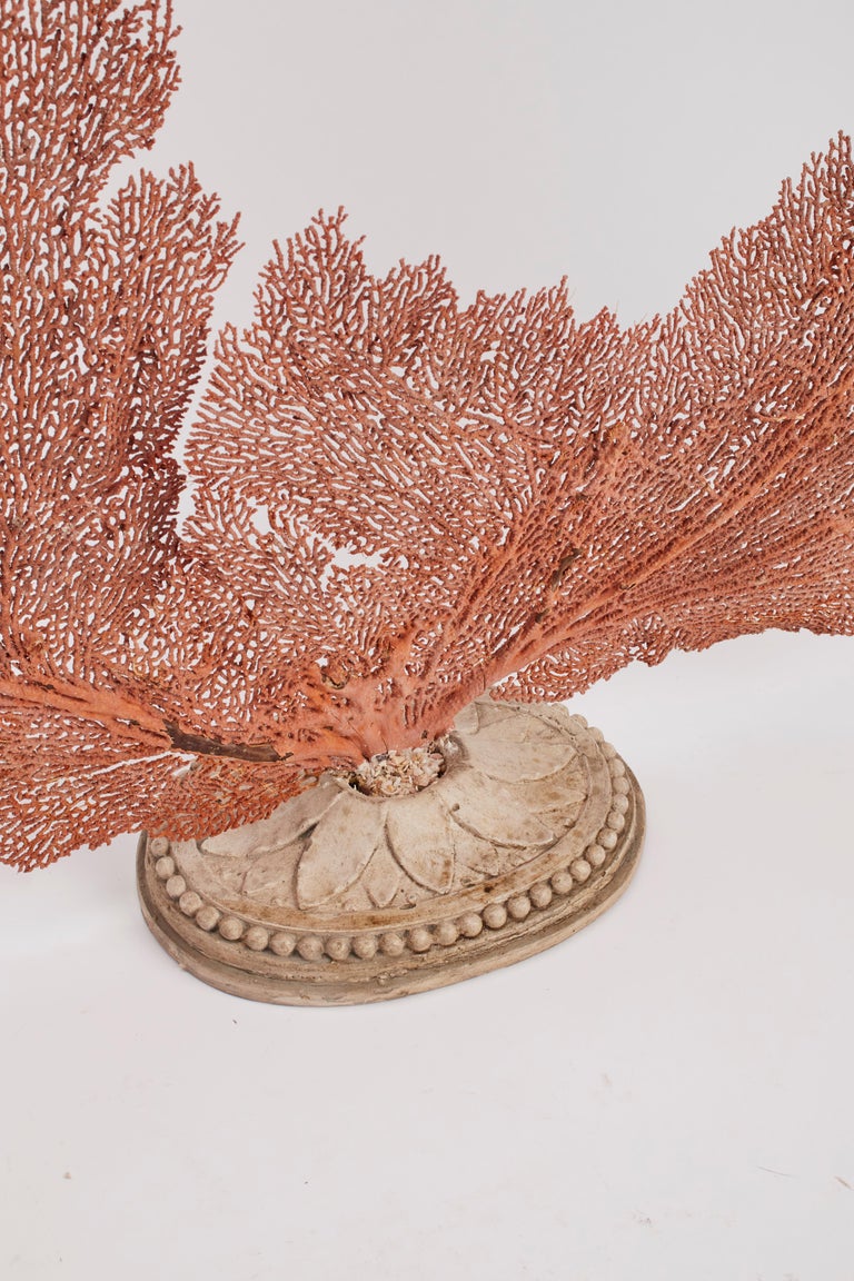 Italian Pair of Horny Coral Branches, Italy, 1880