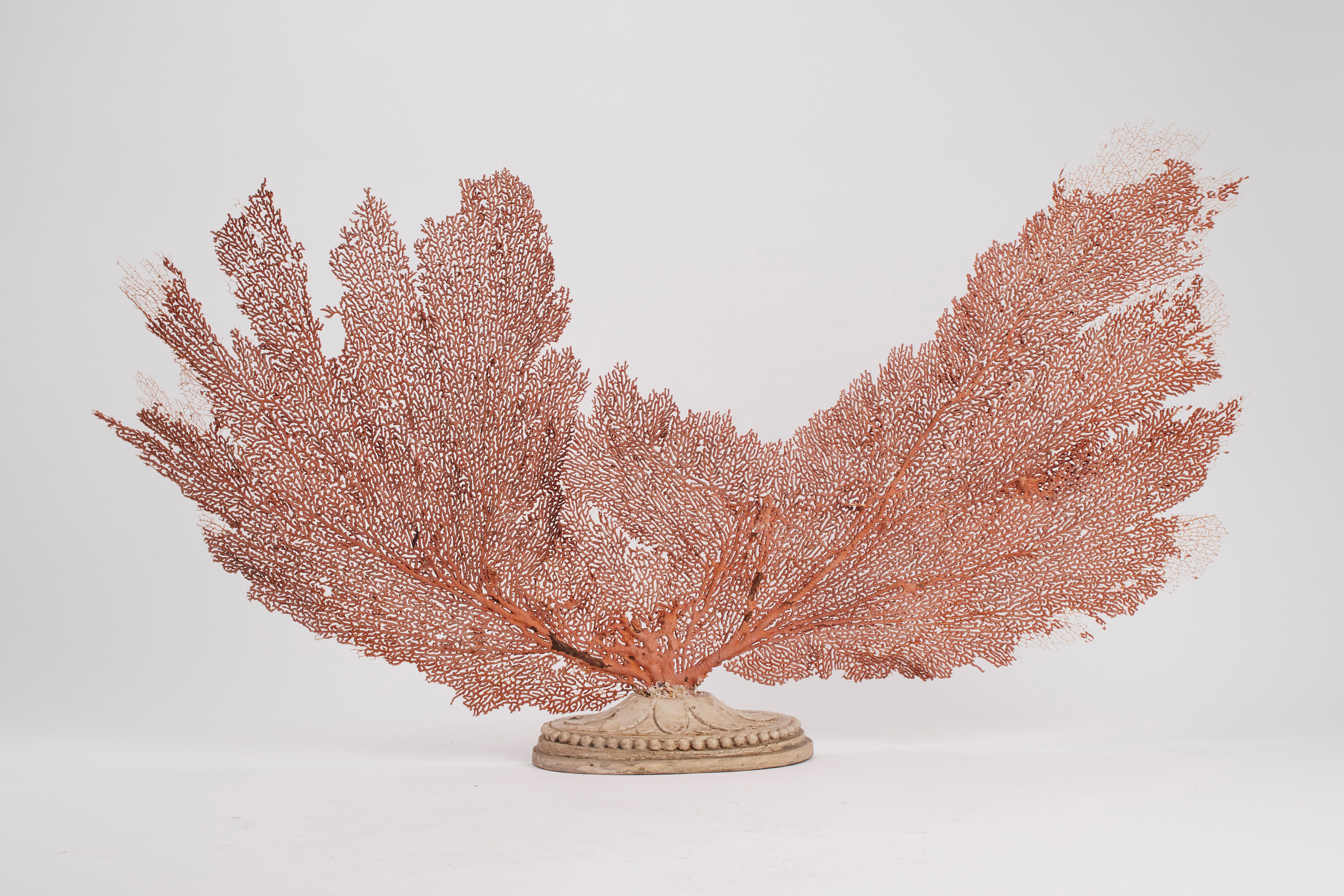 Pair of Horny Coral Branches, Italy, 1880 In Excellent Condition In Milan, IT