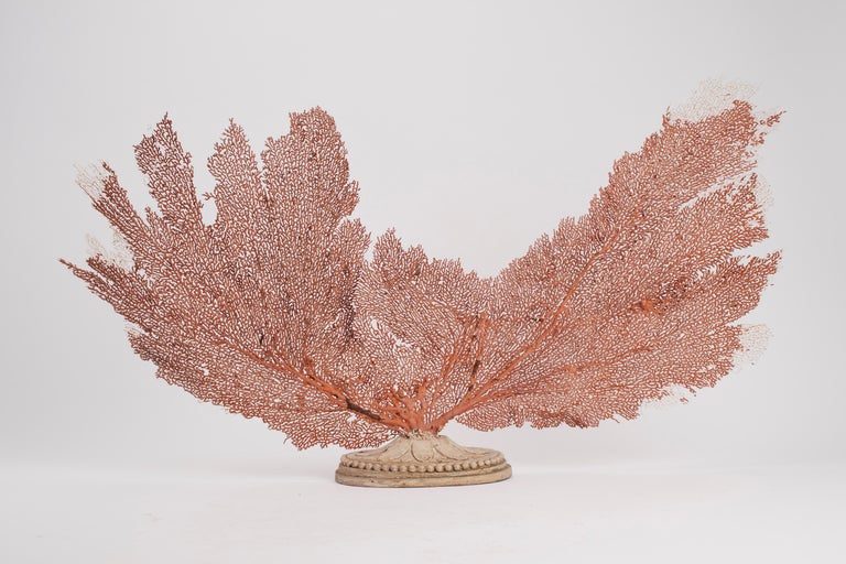Pair of Horny Coral Branches, Italy, 1880 In Good Condition In Milan, IT