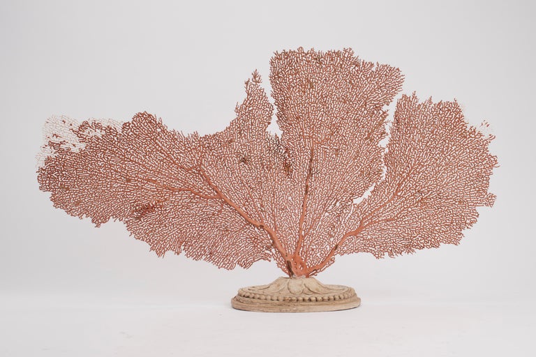 Late 19th Century Pair of Horny Coral Branches, Italy, 1880