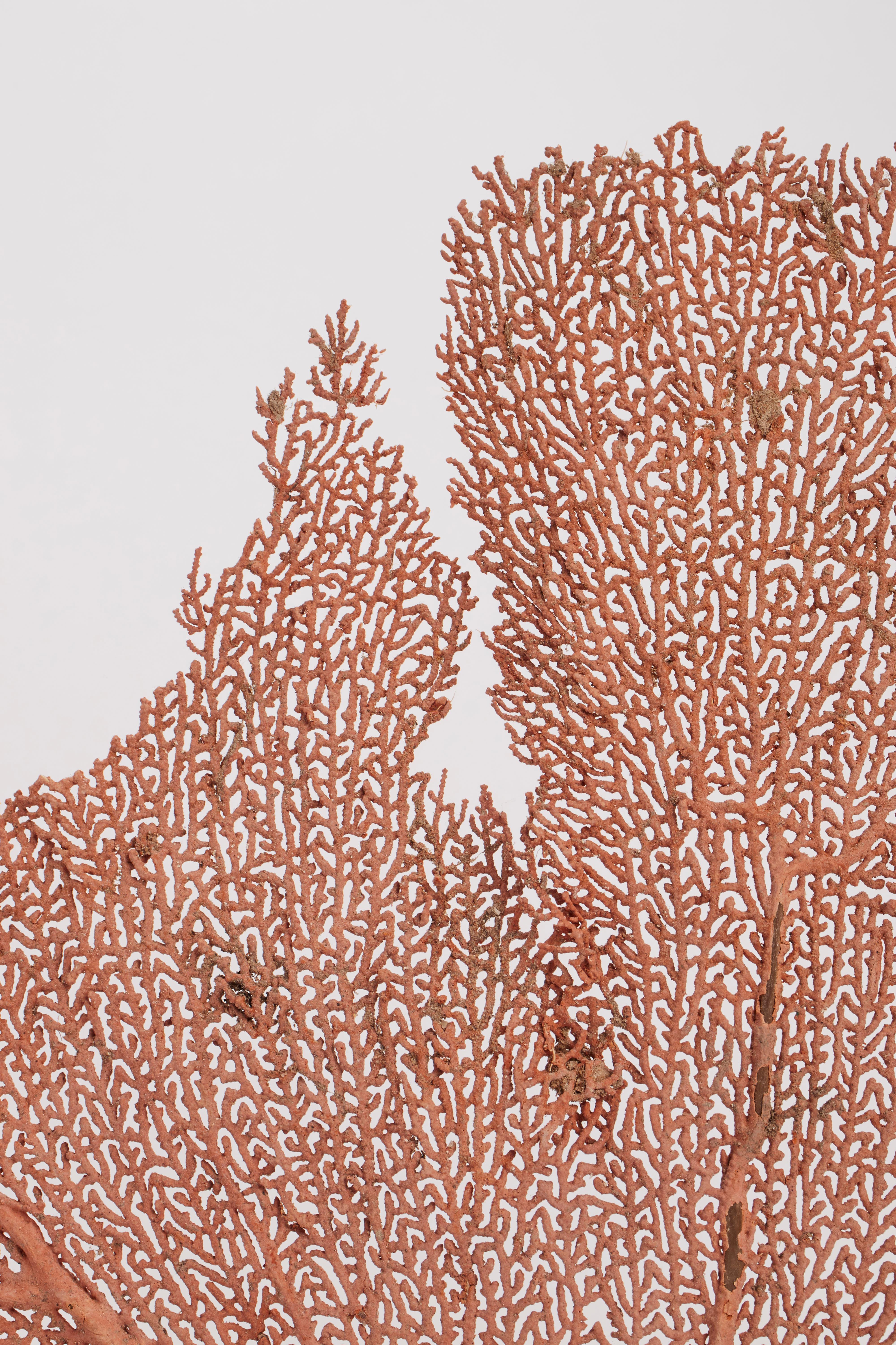 Pair of Horny Coral Branches, Italy, 1880 1