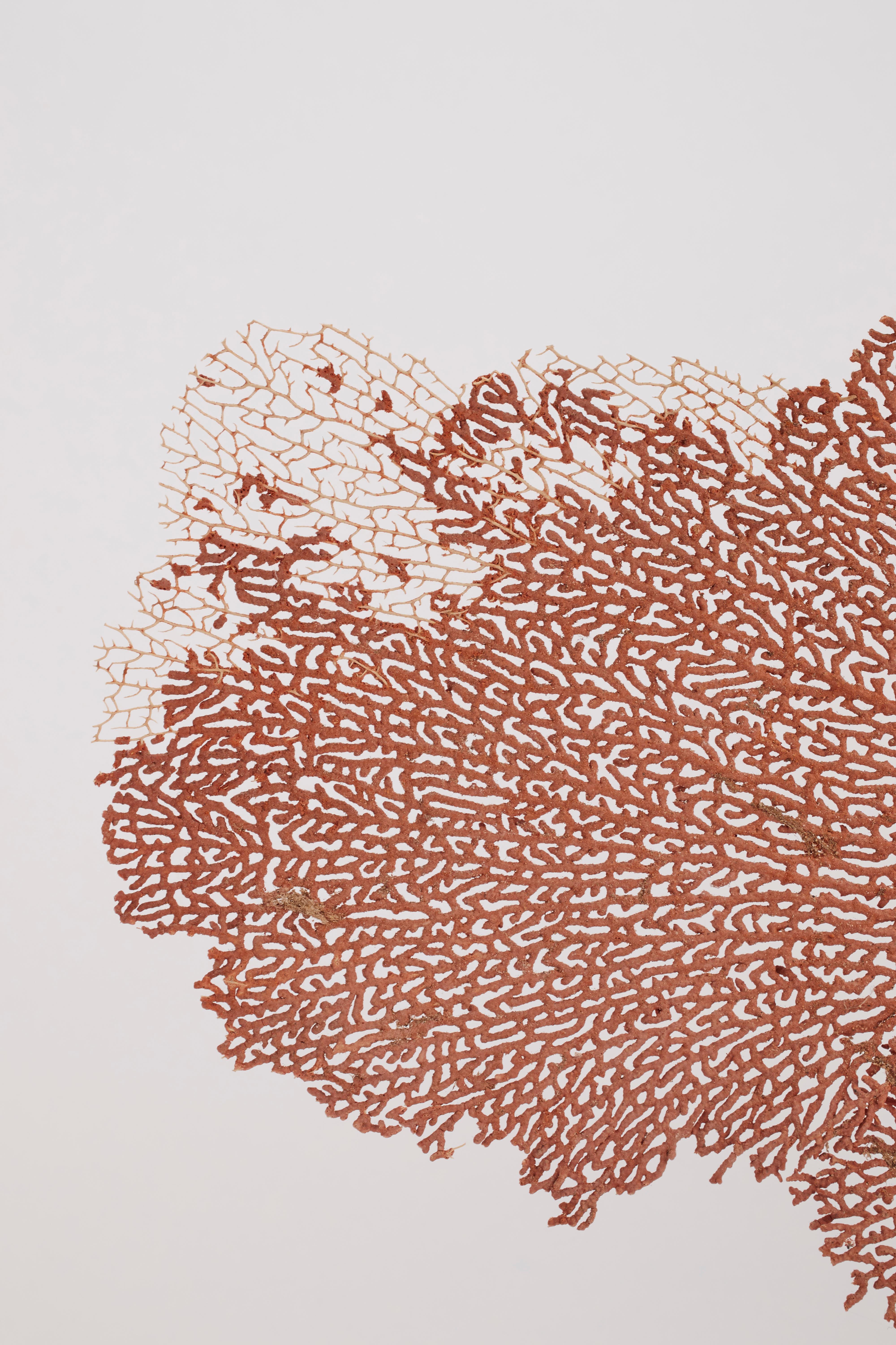 Pair of Horny Coral Branches, Italy, 1880 2