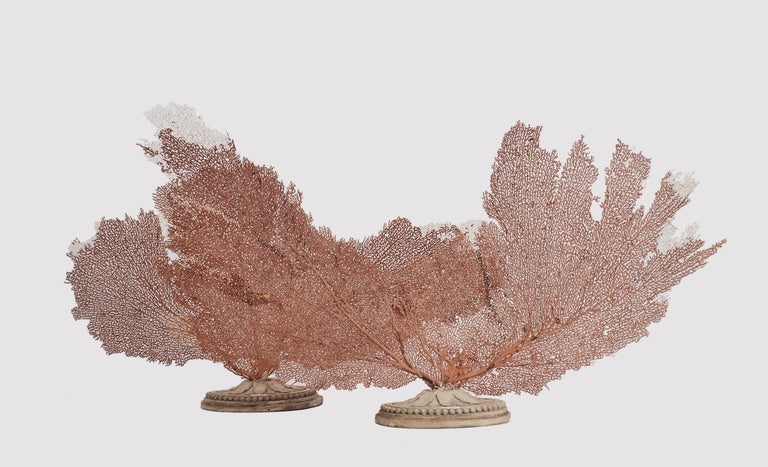 Pair of Horny Coral Branches, Italy, 1880 3