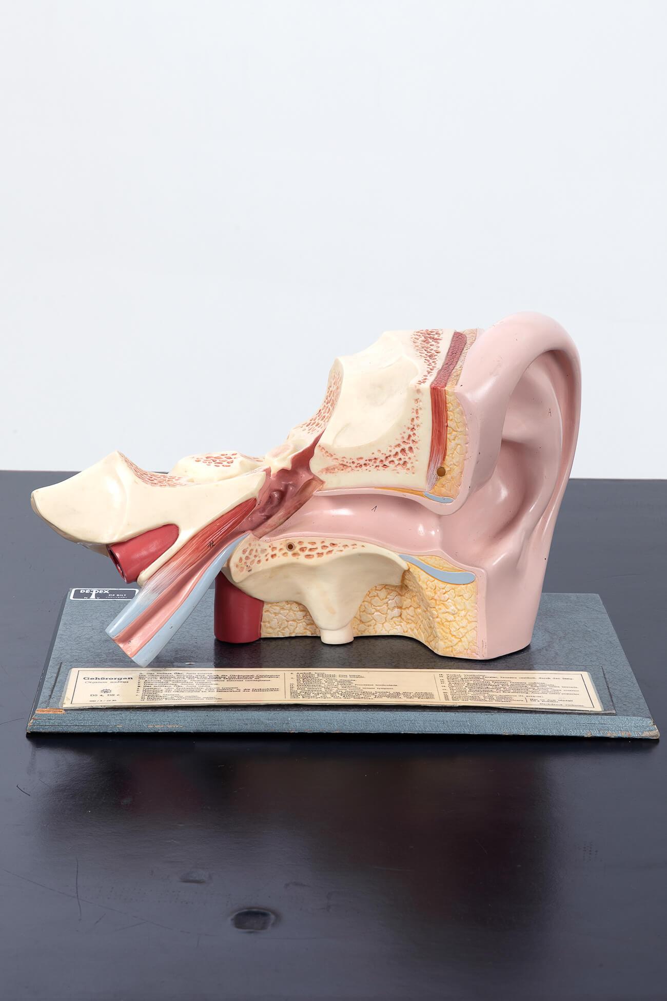 A pair of hand-painted models of the human ear showing the outer ear and also the inner tympanic membrane with malleus and incus.

In good condition and marked with explanatory labels on the wooden plinth.

Model one is made from Somsoplast, with