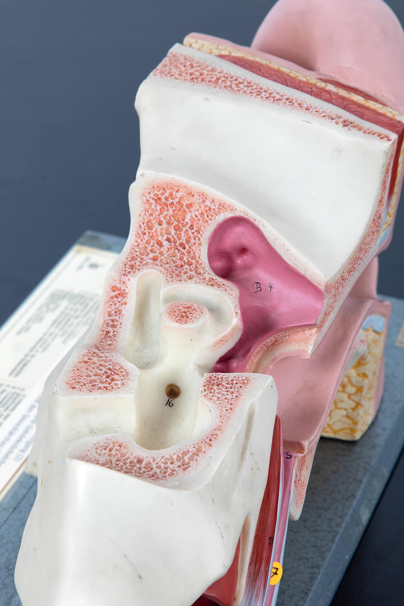 Fait main Paire de modèles d'oreilles humaines par Somso en vente