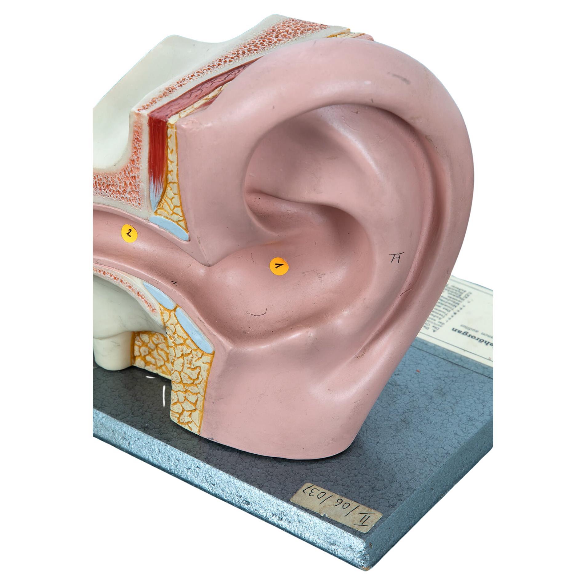 Pair of Human Ear Models by Somso For Sale