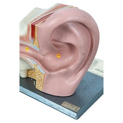 Pair of Human Ear Models by Somso