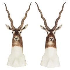Pair Of Ibex Trophy Mounts