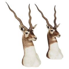 Pair Of Ibex Trophy Mounts