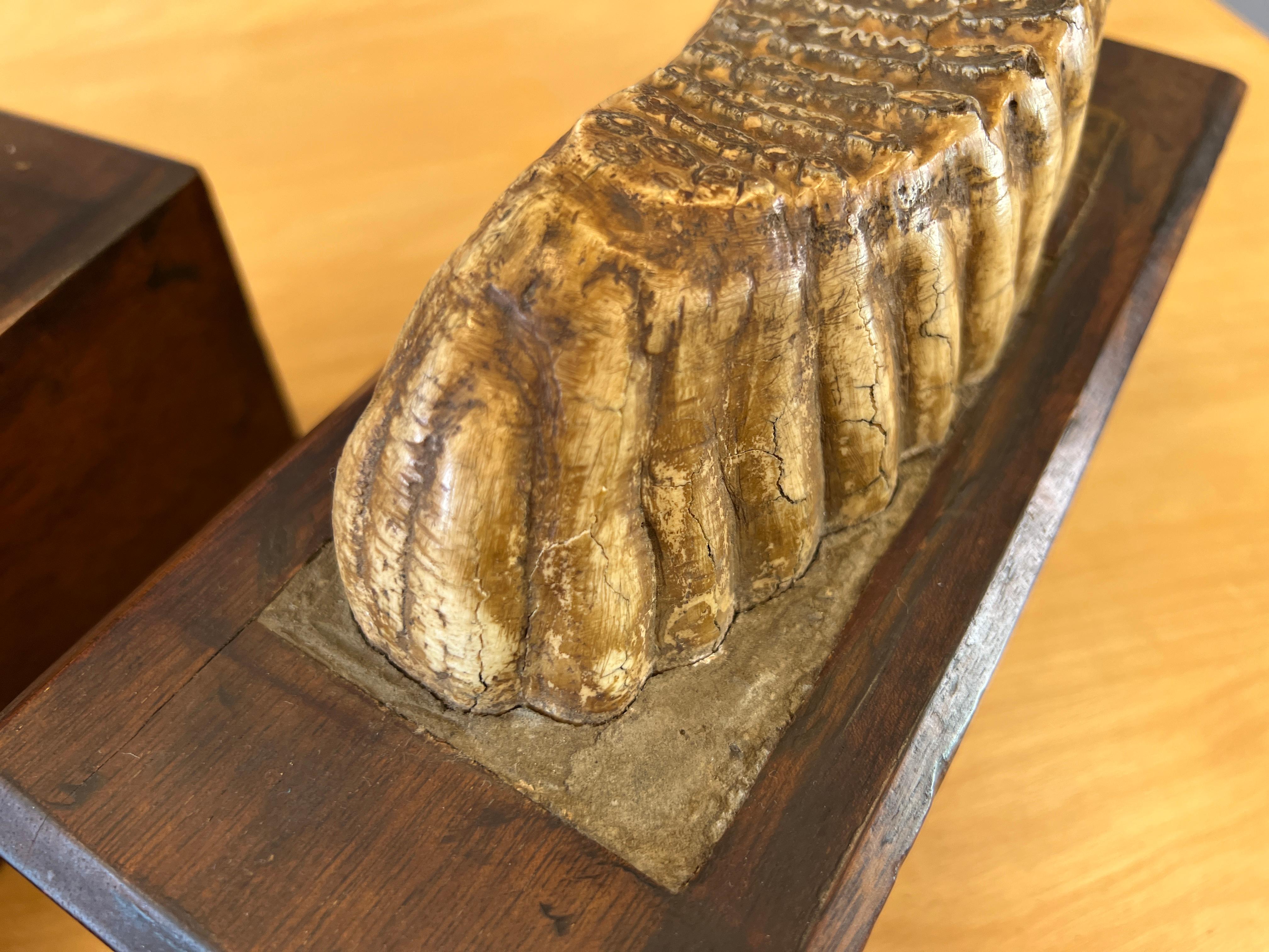 Pair of Impressive Mounted Woolly Mammoth Teeth Bookends For Sale 4