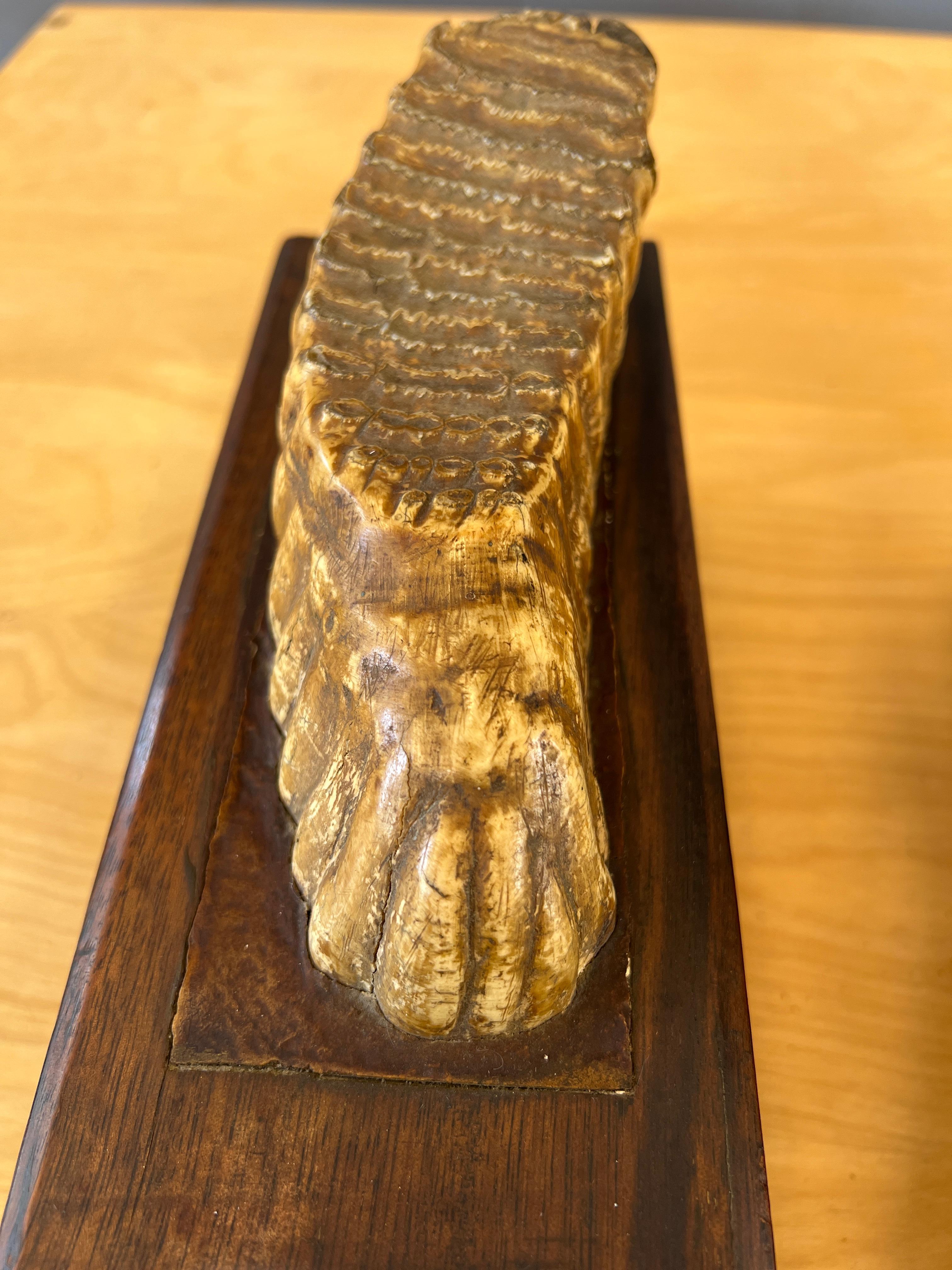 Pair of Impressive Mounted Woolly Mammoth Teeth Bookends For Sale 6