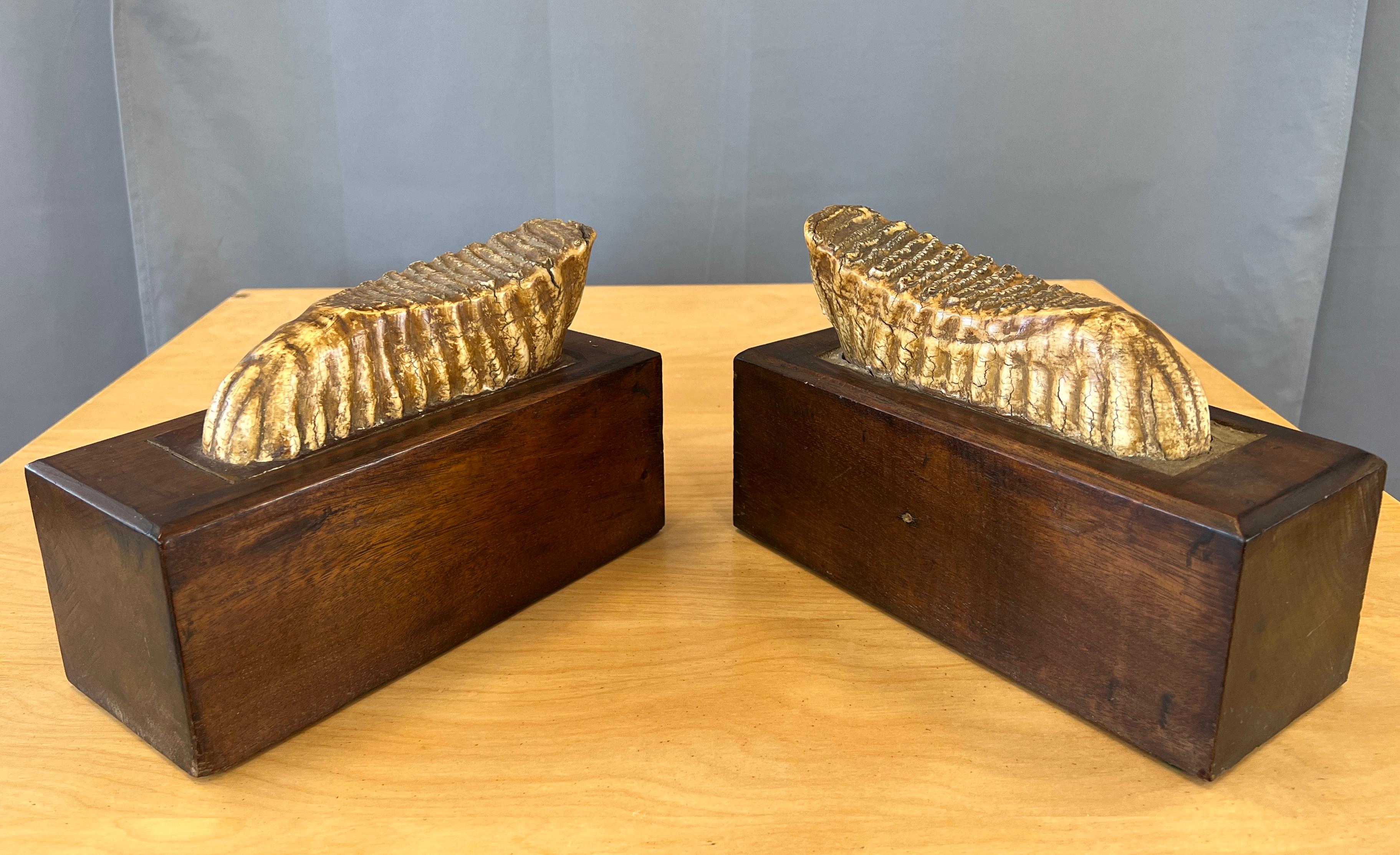 Pair of impressive mounted Woolly Mammoth teeth bookends. 
Each tooth is set into a carved out block of wood, then the hole was fill and teeth surround with a cement type of filling. 
Over this a cover of some sort of element, with one tooth's