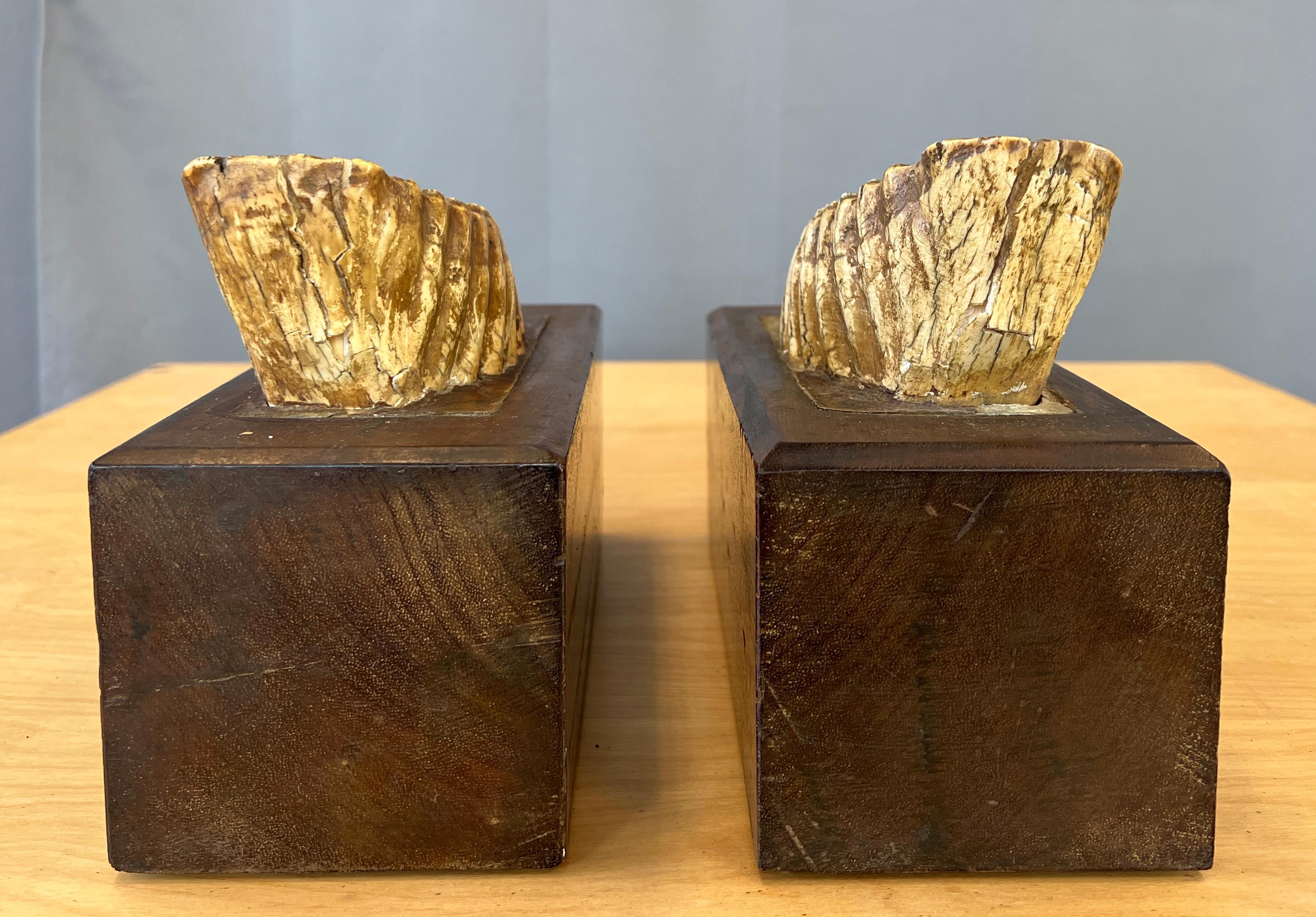 Folk Art Pair of Impressive Mounted Woolly Mammoth Teeth Bookends For Sale