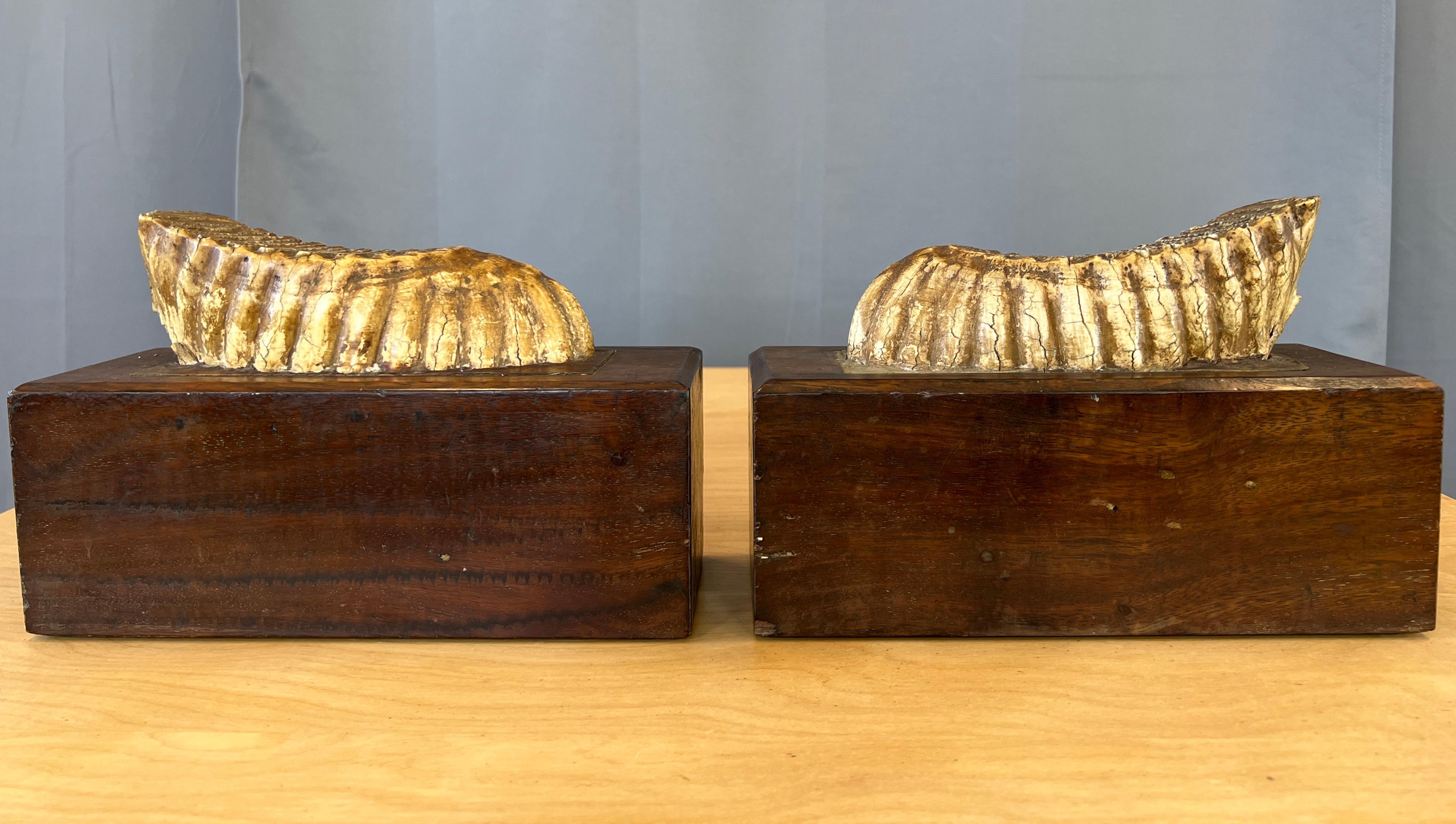 American Pair of Impressive Mounted Woolly Mammoth Teeth Bookends For Sale