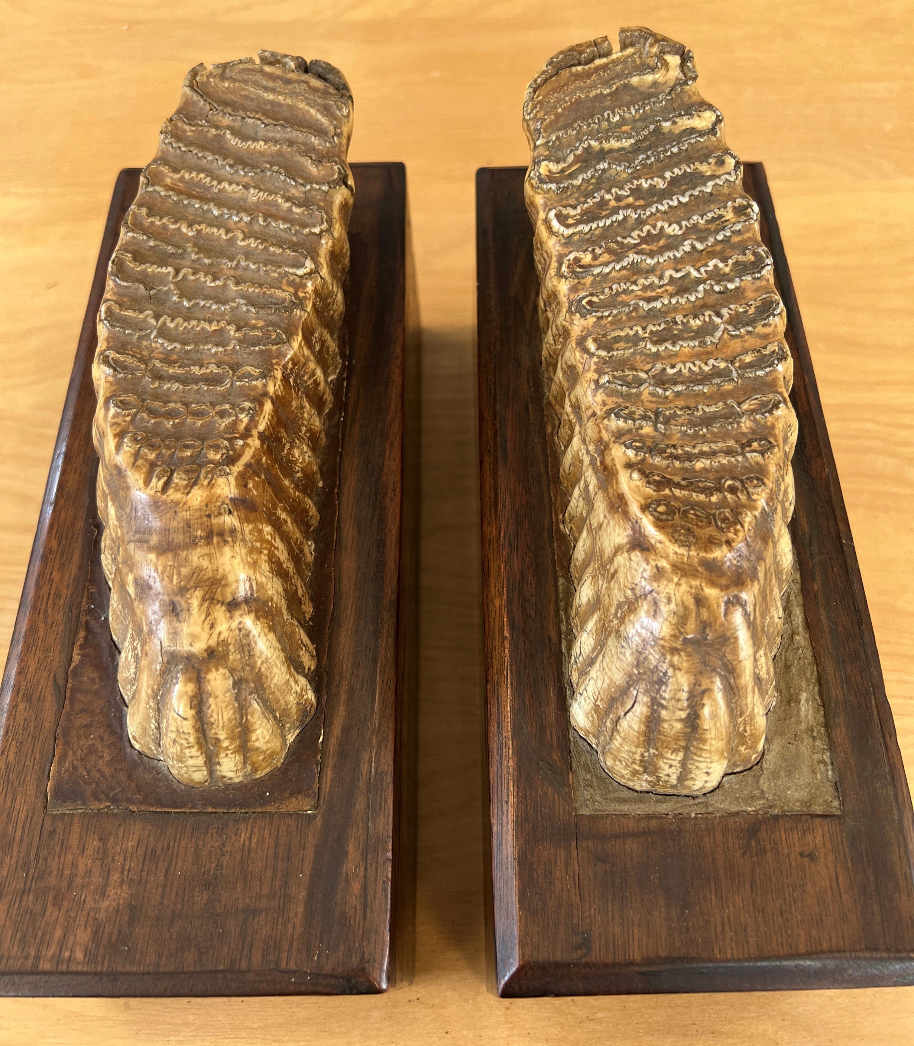 18th Century and Earlier Pair of Impressive Mounted Woolly Mammoth Teeth Bookends For Sale