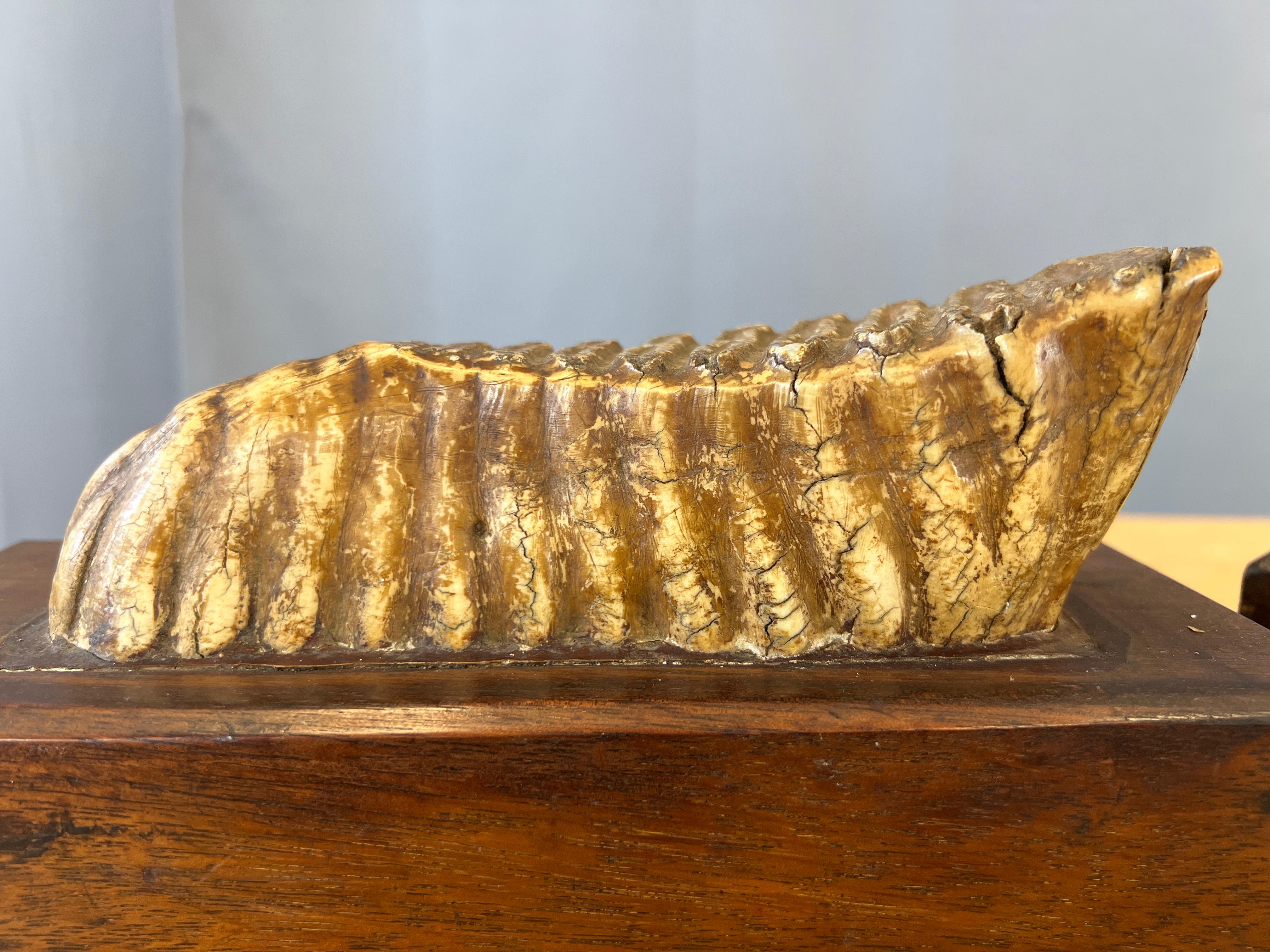 Enamel Pair of Impressive Mounted Woolly Mammoth Teeth Bookends For Sale