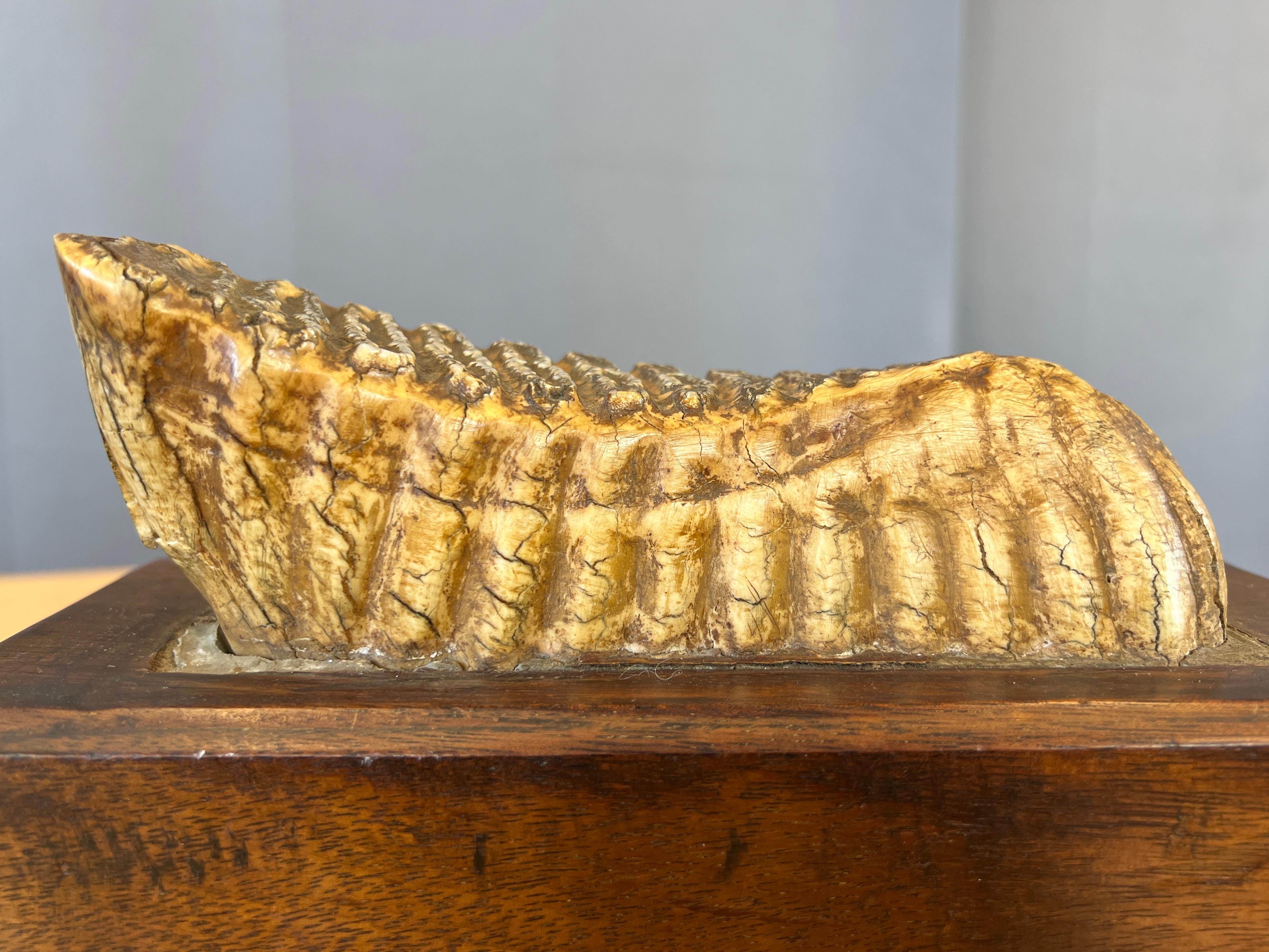 Pair of Impressive Mounted Woolly Mammoth Teeth Bookends For Sale 1