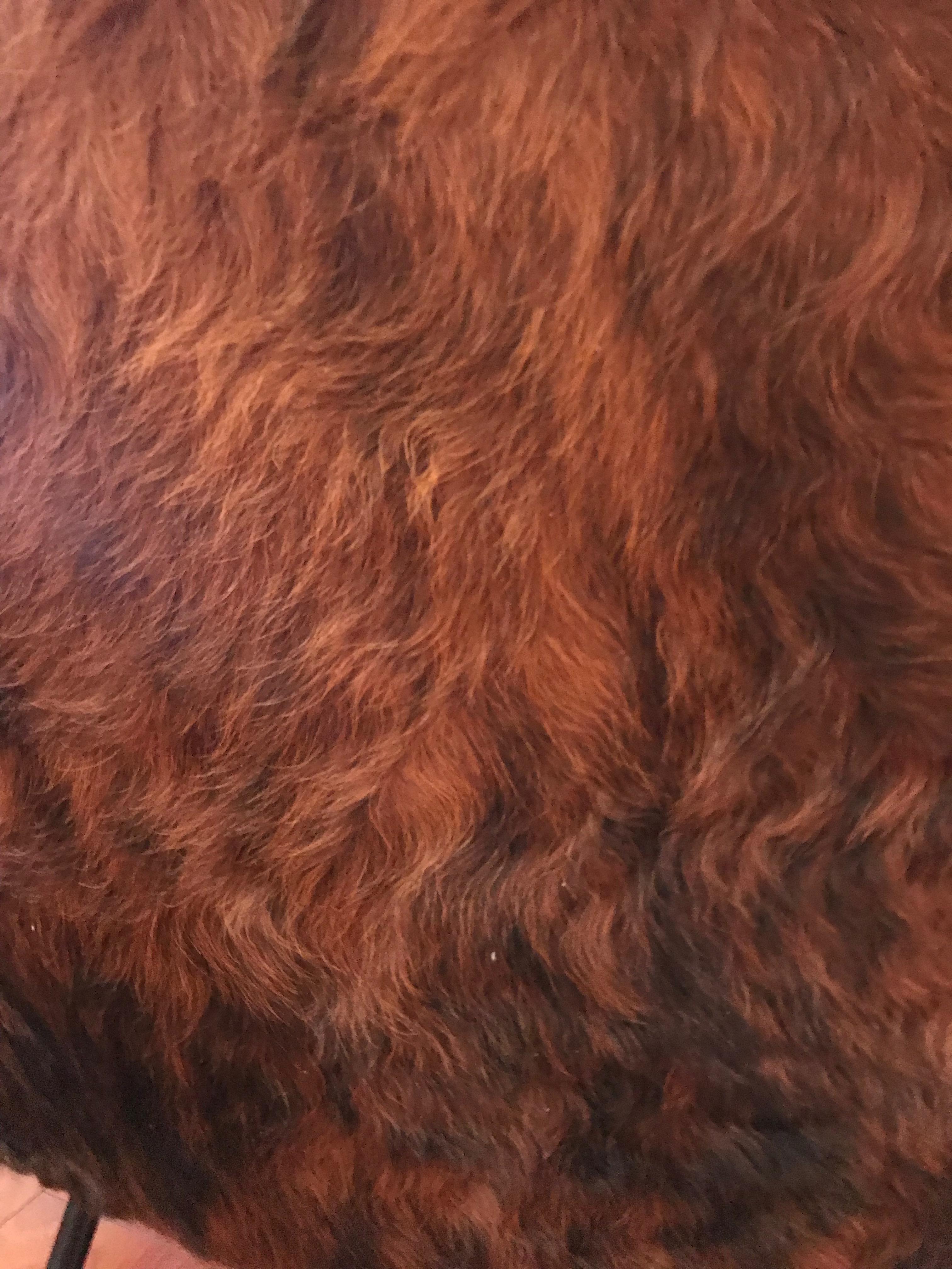 Pair of Italian Mid-Century Modern Club Chairs Covered in Cowhide For Sale 2