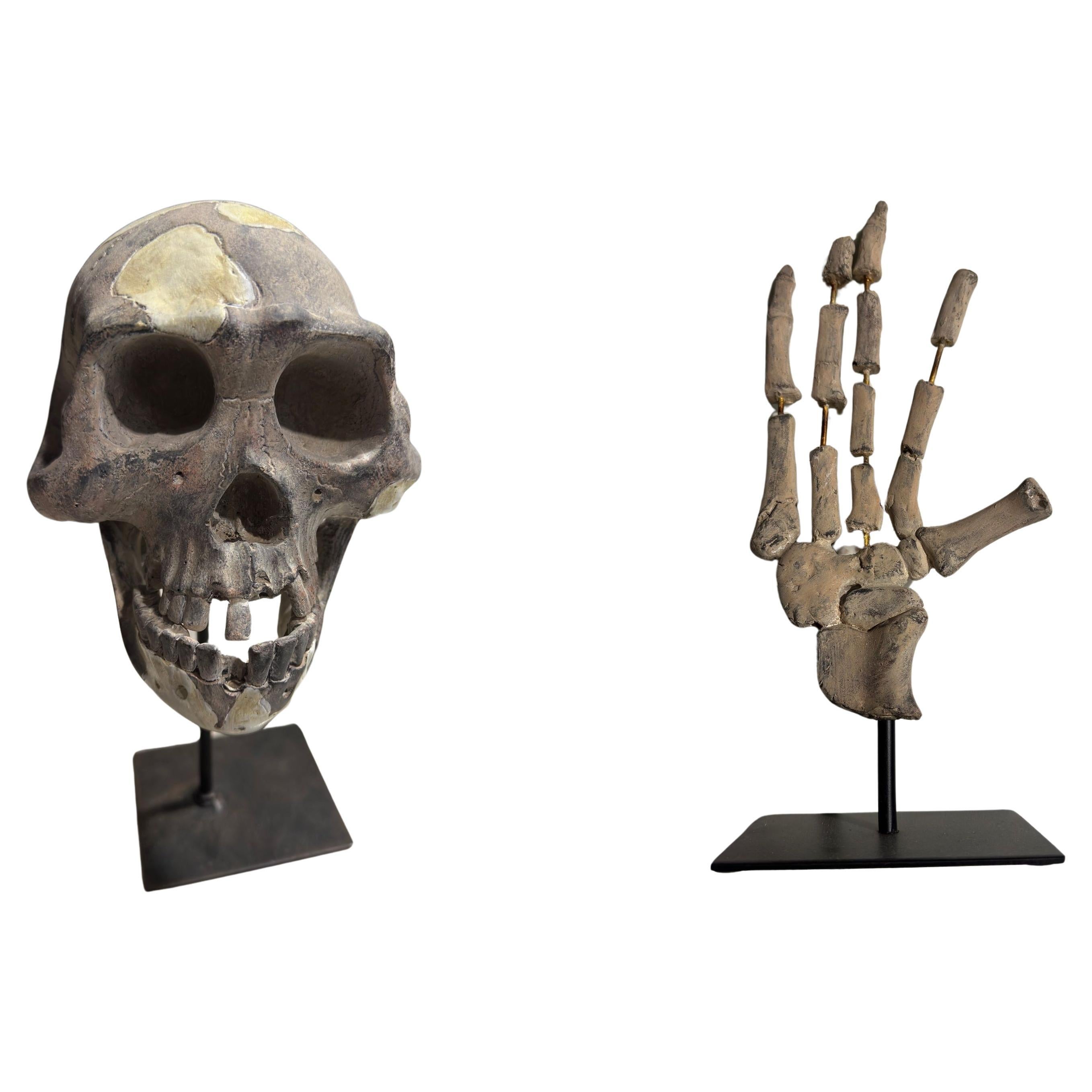 Pareja de esculturas italianas "Calavera" y "Mano" en yeso pintado, S. XX en venta