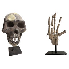 Pareja de esculturas italianas "Calavera" y "Mano" en yeso pintado, S. XX