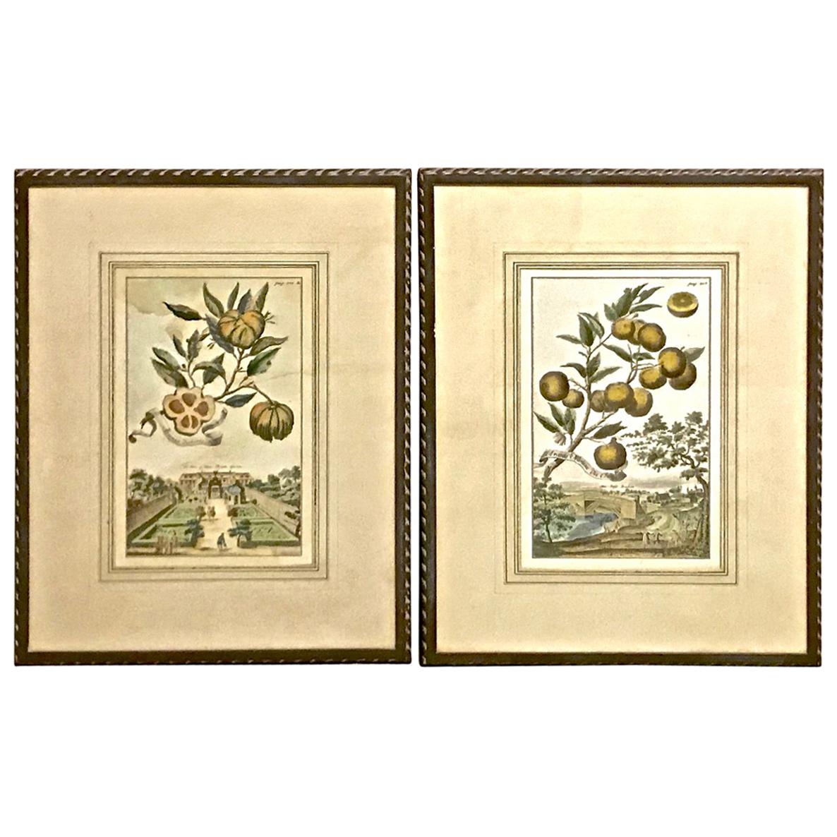Pair of J. C. Volkamer Hand-Colored Botanical Engravings, circa 1708