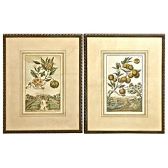 Pair of J. C. Volkamer Hand-Colored Botanical Engravings, circa 1708