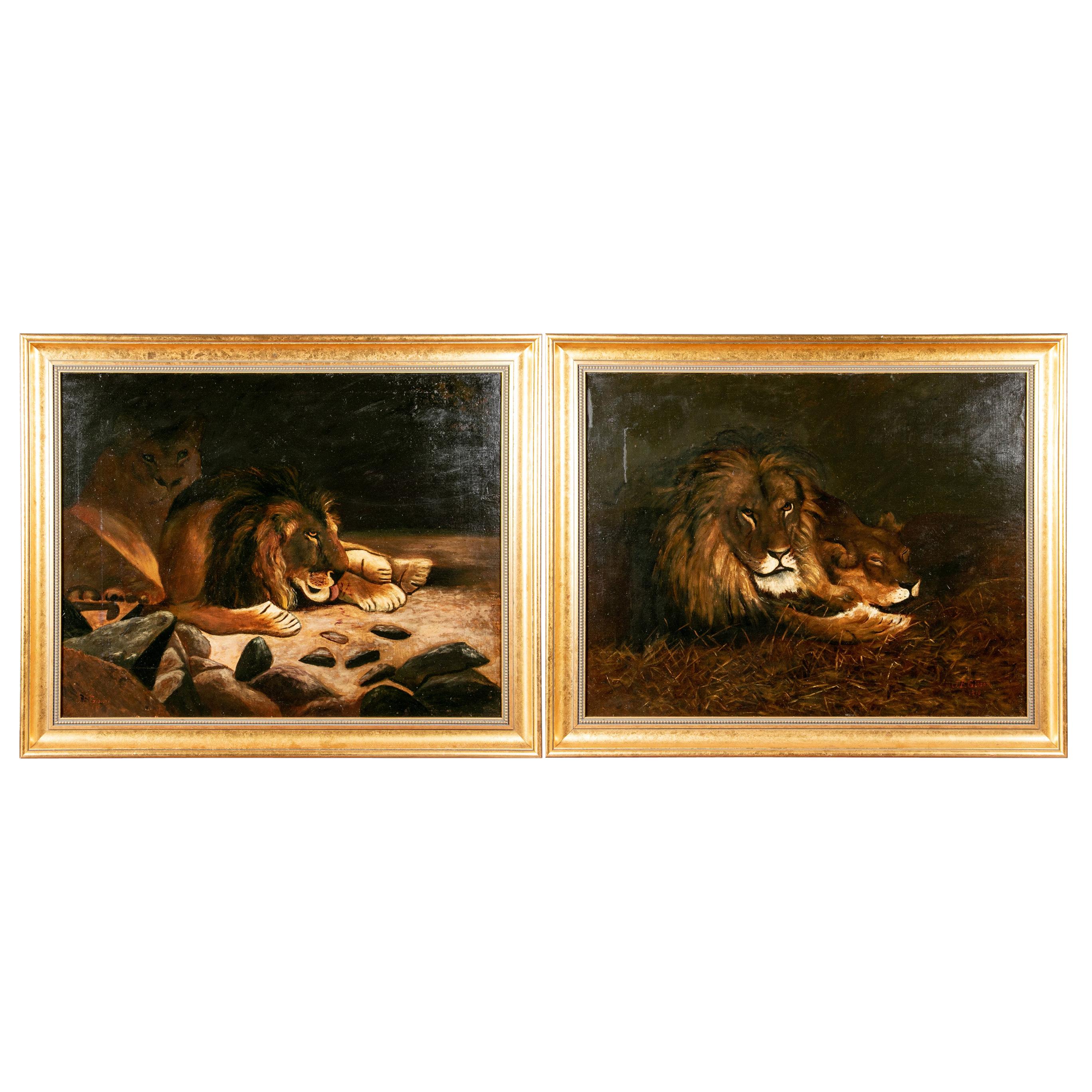 Pair of J.B. Gibson 'American, Early 20th Century Oil on Canvas' Depicting Lions