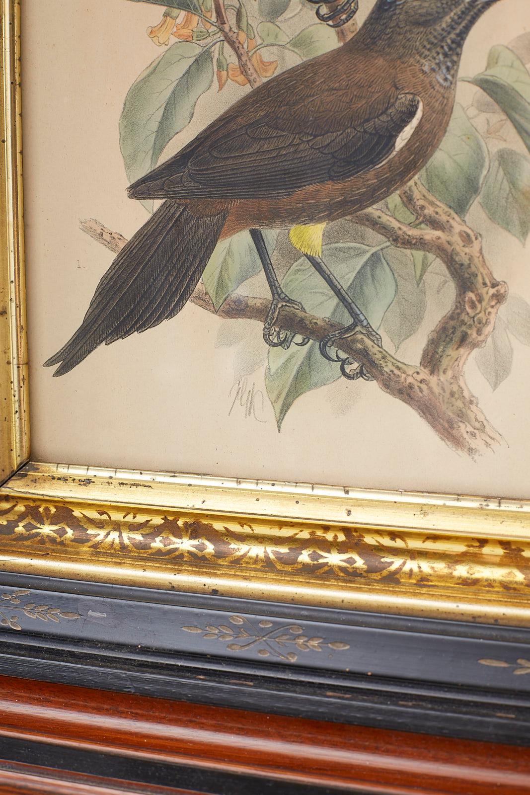 Pair of John Gerrard Keulemans Ornithological Prints 3