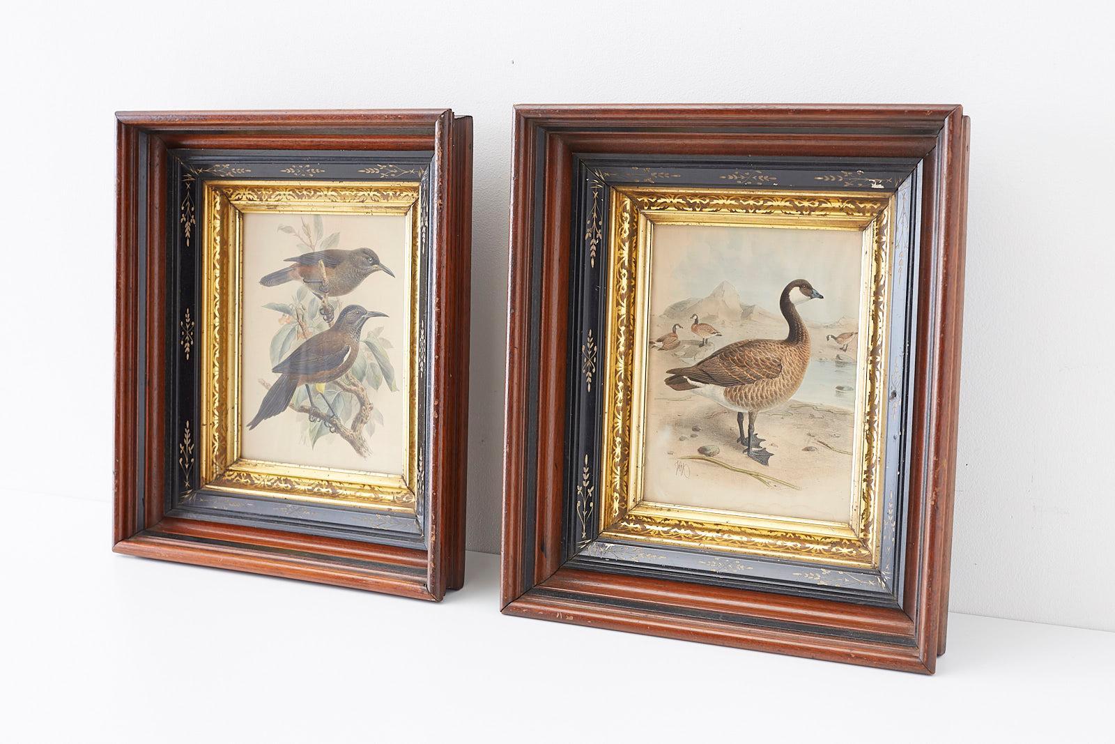 Pair of John Gerrard Keulemans Ornithological Prints 4