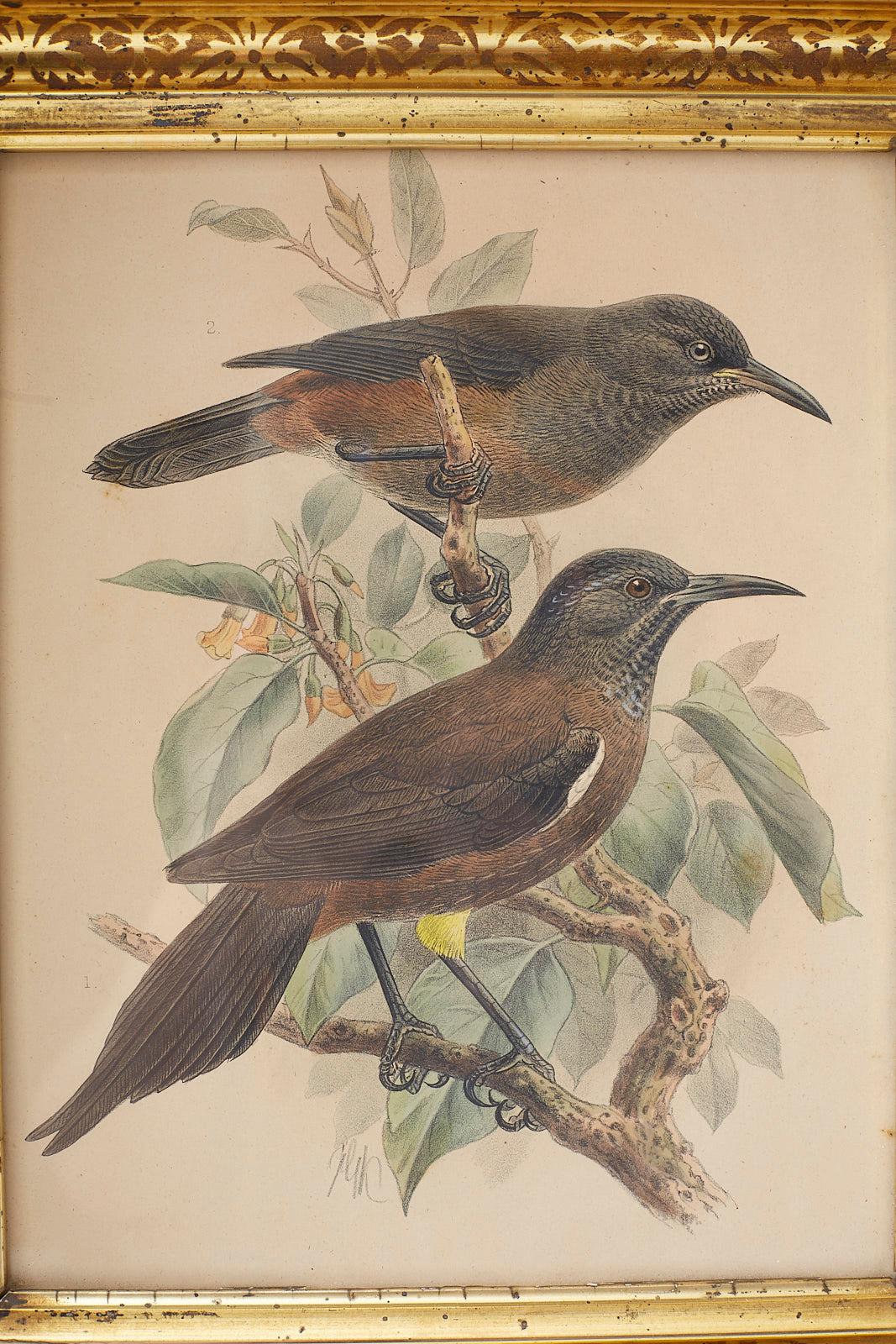 20th Century Pair of John Gerrard Keulemans Ornithological Prints