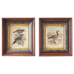 Pair of John Gerrard Keulemans Ornithological Prints