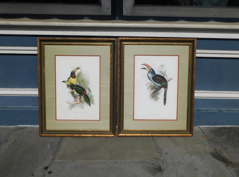 Pair of John Gould hand colored framed lithographs family of toucans. 
