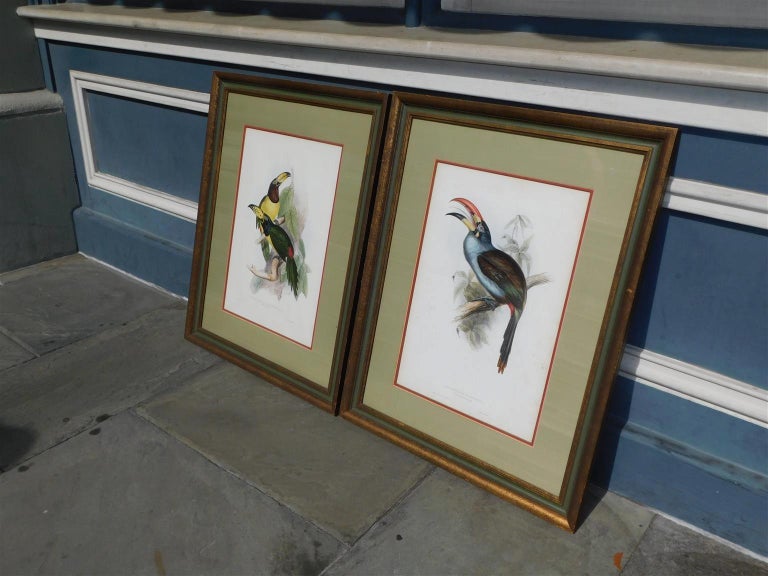 English Pair of John Gould Hand Colored Framed Lithographs Family of Toucans, Circa 1840 For Sale