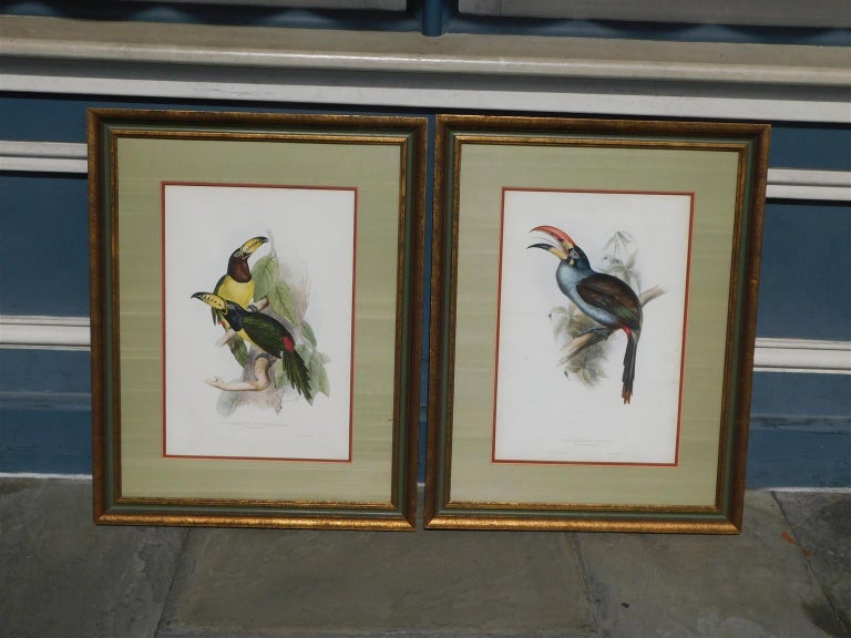 Gilt Pair of John Gould Hand Colored Framed Lithographs Family of Toucans, Circa 1840 For Sale