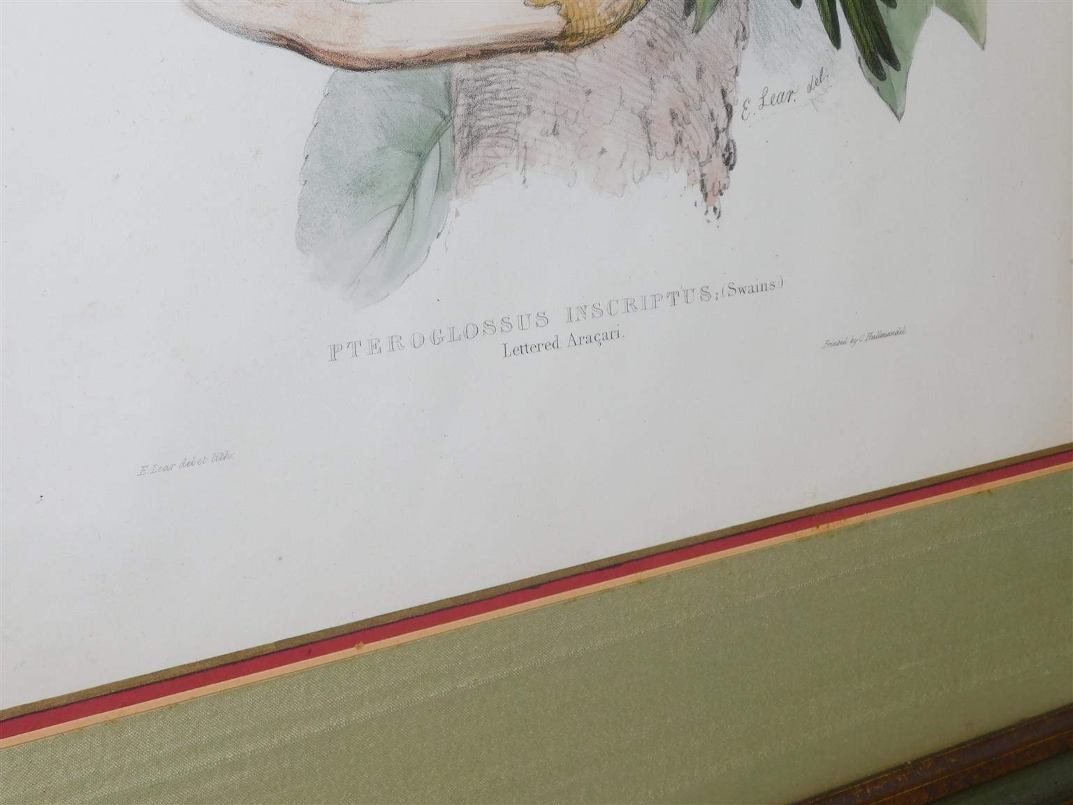 Paire de lithographies de la famille des Toucans encadrées et colorées à la main par John Gould, vers 1840 Excellent état - En vente à Hollywood, SC