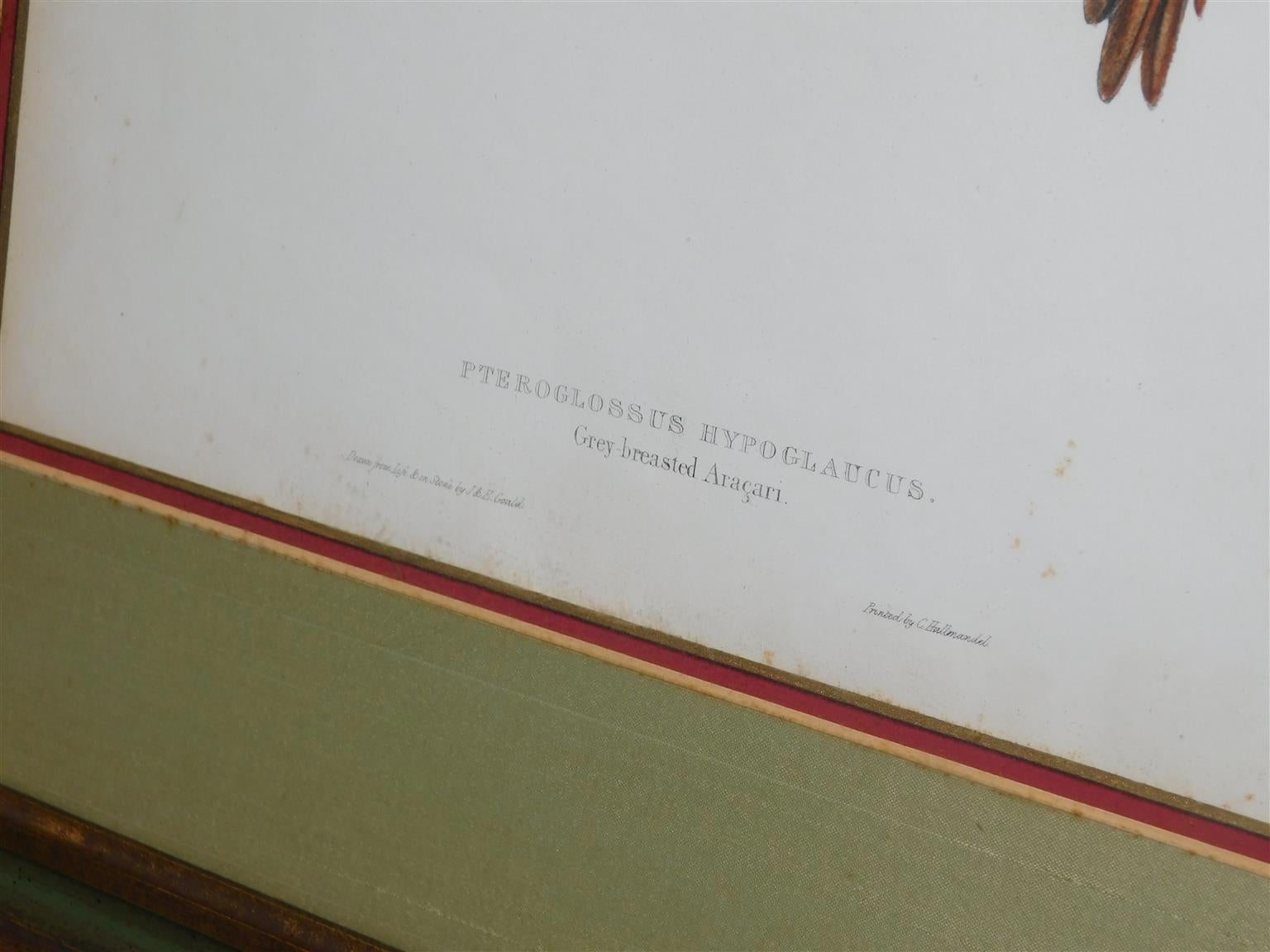 Milieu du XIXe siècle Paire de lithographies de la famille des Toucans encadrées et colorées à la main par John Gould, vers 1840 en vente