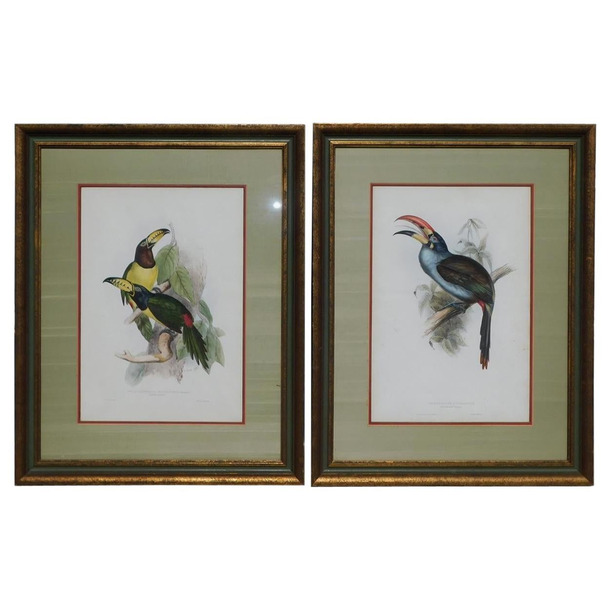 Pair of John Gould Hand Colored Framed Lithographs Family of Toucans, Circa 1840