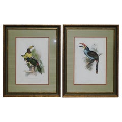 Antique Pair of John Gould Hand Colored Framed Lithographs Family of Toucans, Circa 1840