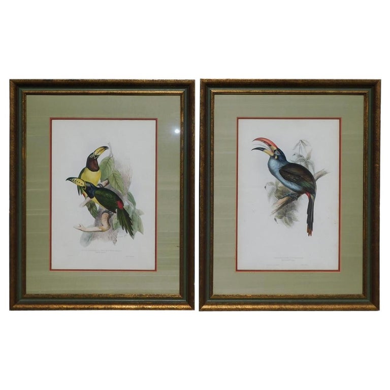 Pair of John Gould Hand Colored Framed Lithographs Family of Toucans, Circa 1840 For Sale
