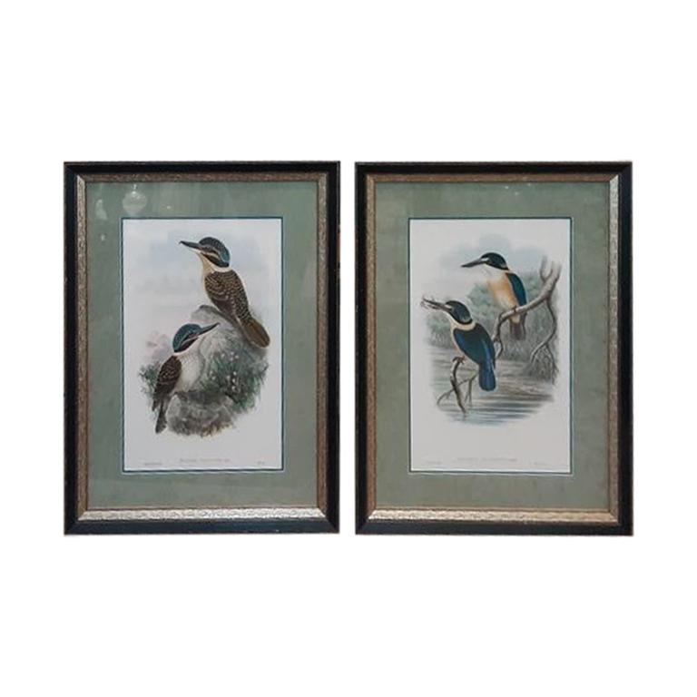 Pair of John Gould Hand Colored Kingfisher Bird Lithographs